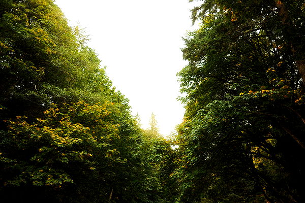 realhaylujan image ~ Altpins