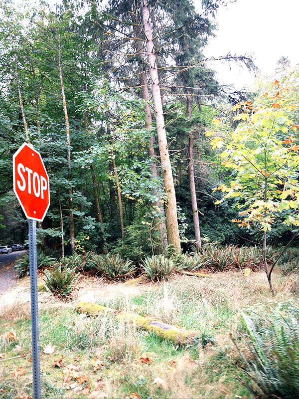 realhaylujan image ~ Altpins