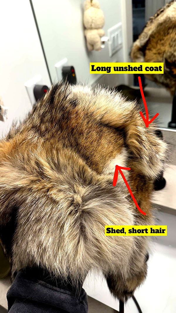 realhaylujan image ~ Altpins