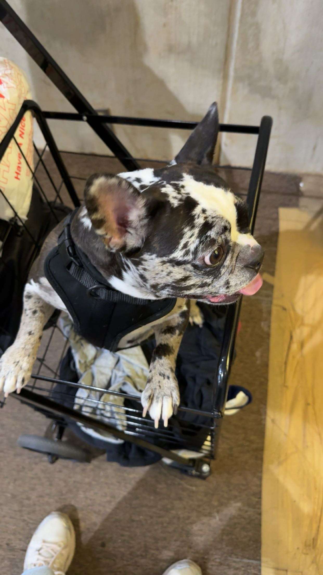 realhaylujan snapchat image archive image