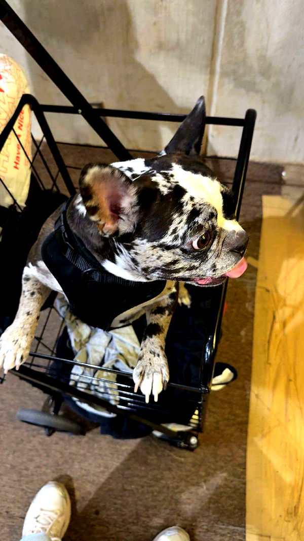 realhaylujan image ~ Altpins