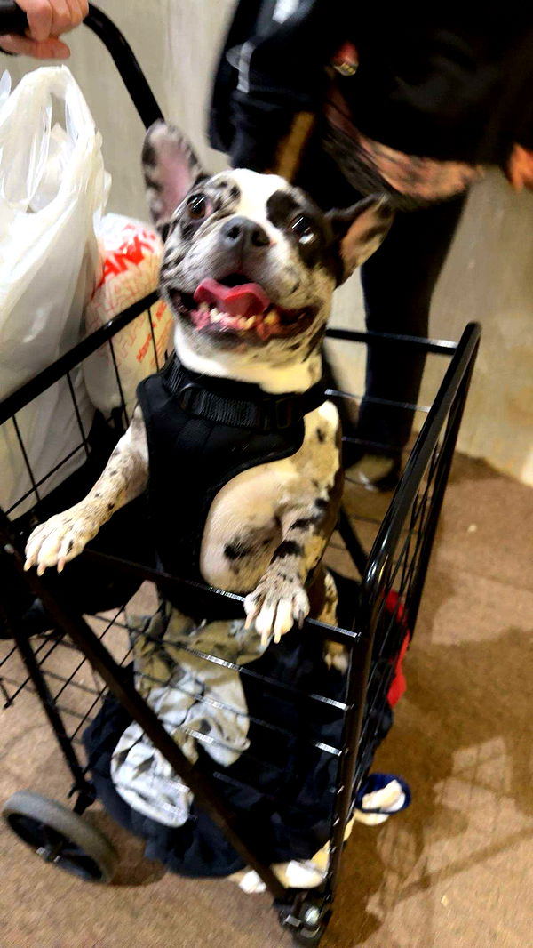 realhaylujan image ~ Altpins