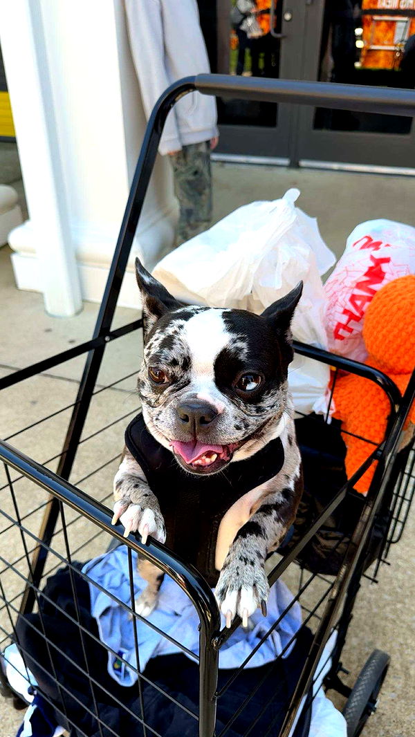 realhaylujan image ~ Altpins