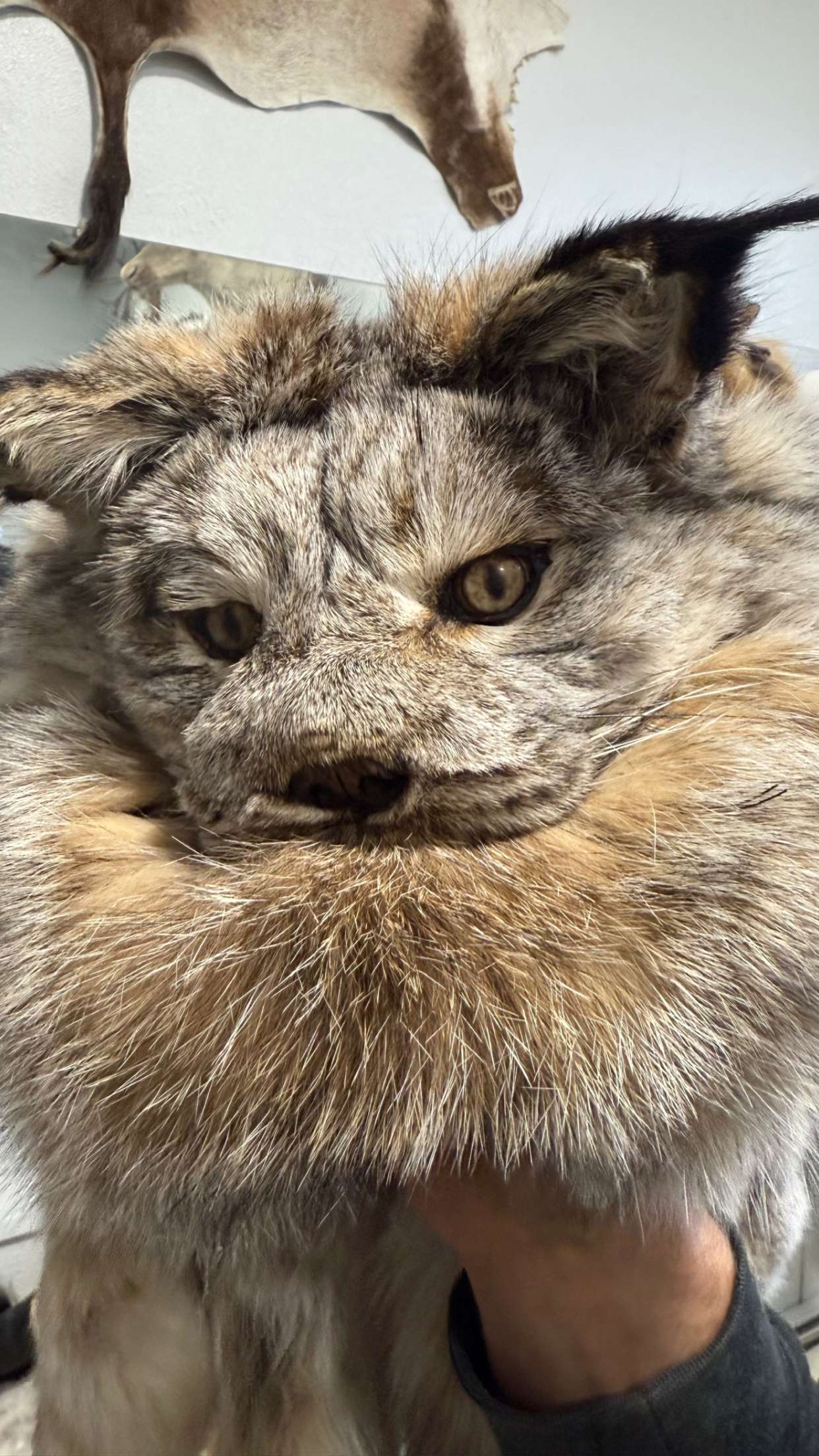 realhaylujan snapchat image archive image