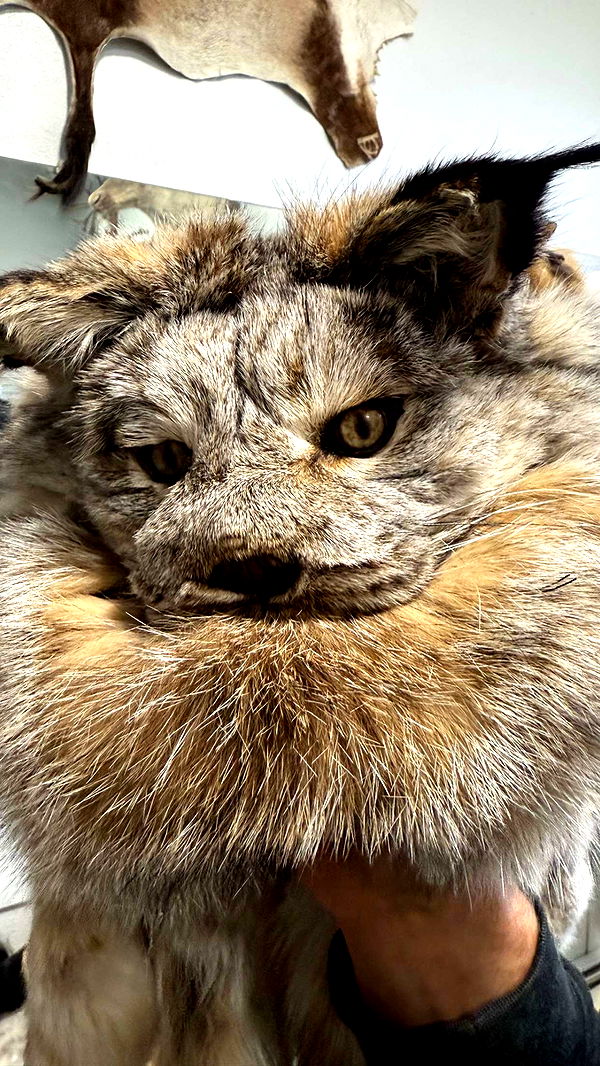 realhaylujan image ~ Altpins