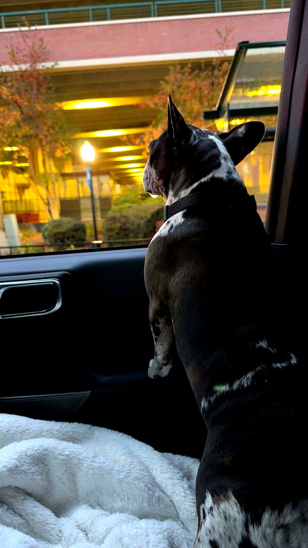 realhaylujan image ~ Altpins