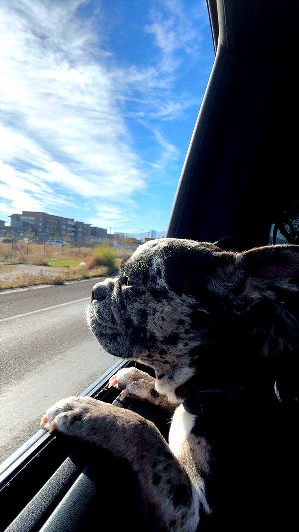 realhaylujan image ~ Altpins