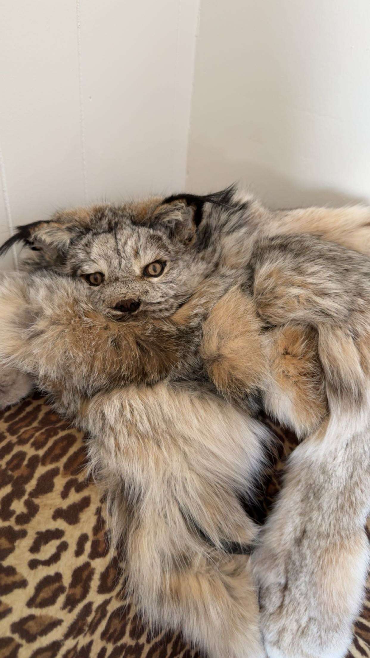 realhaylujan snapchat image archive image