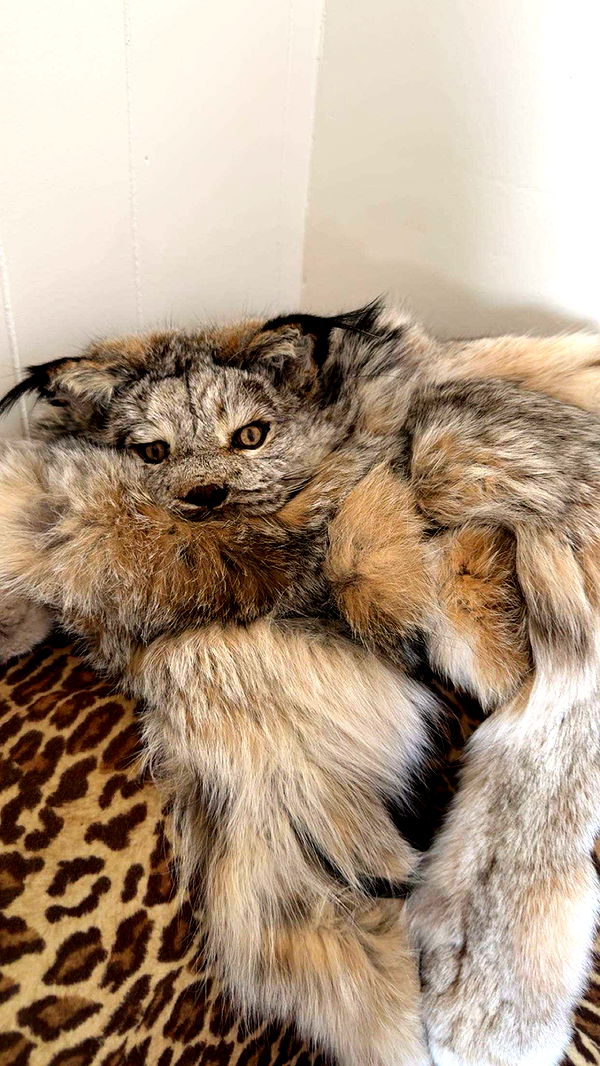 realhaylujan image ~ Altpins