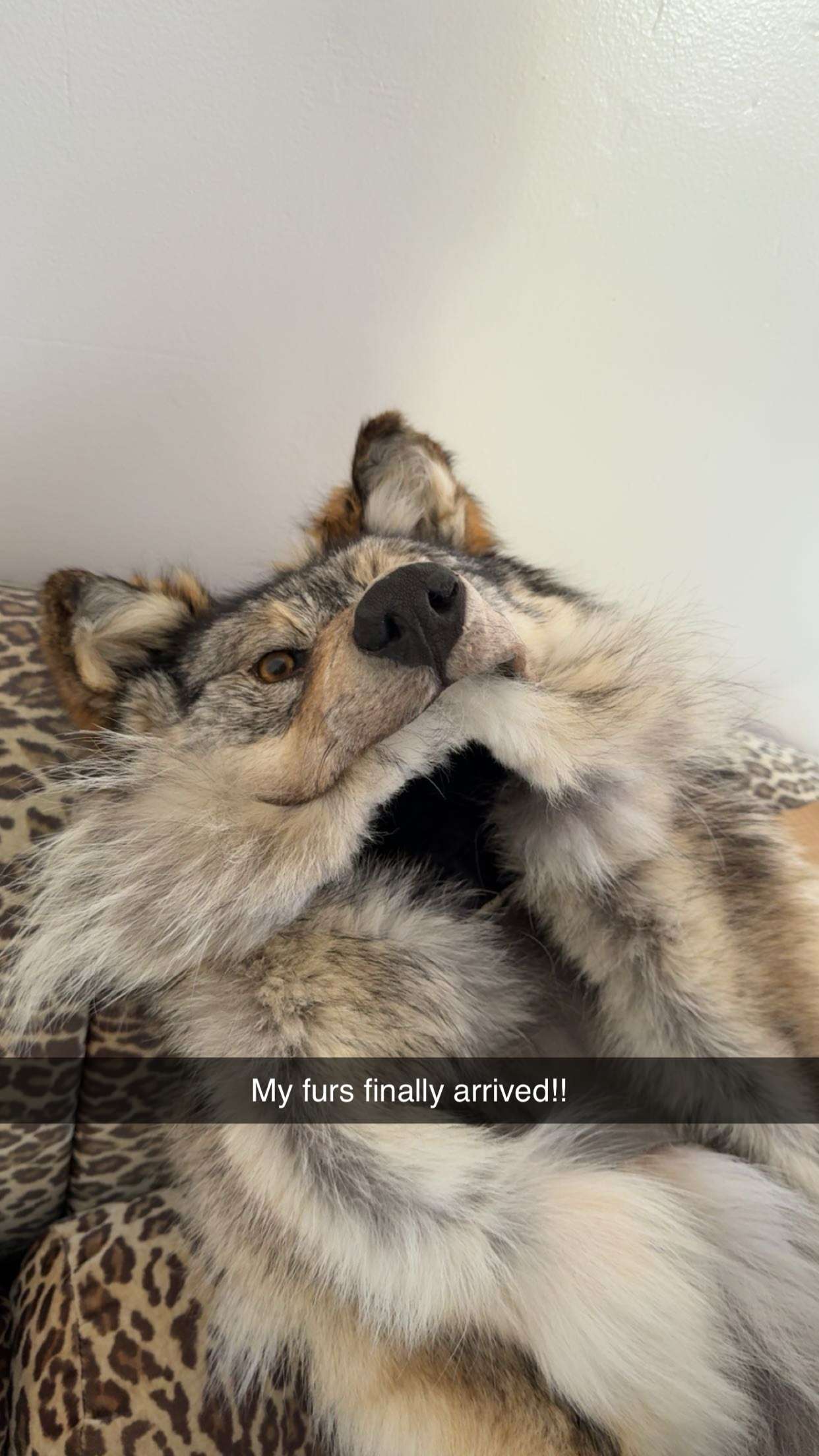 realhaylujan snapchat image archive image