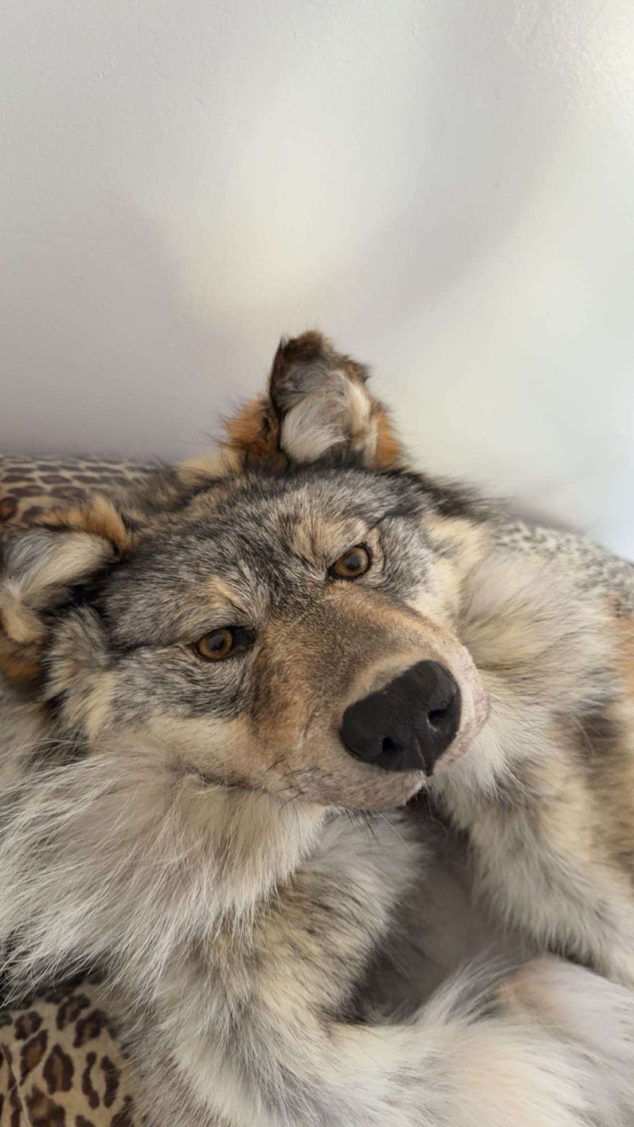 realhaylujan snapchat image archive image