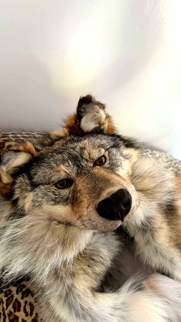 realhaylujan image ~ Altpins