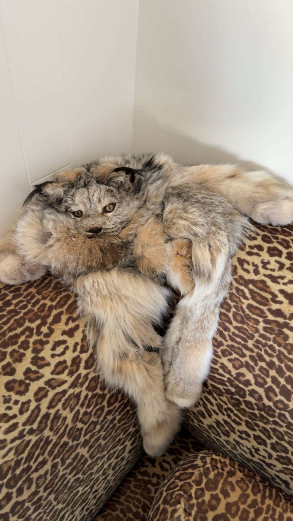 realhaylujan snapchat image archive image