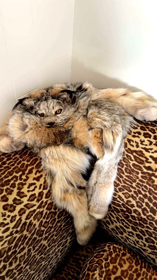 realhaylujan image ~ Altpins