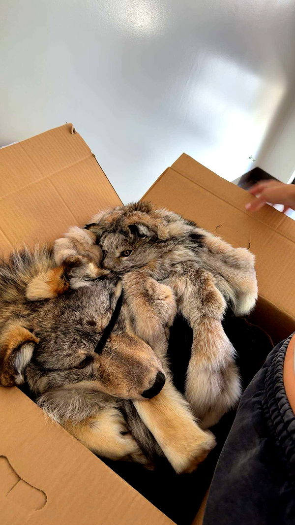 realhaylujan image ~ Altpins