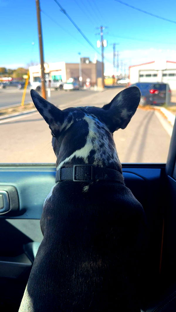 realhaylujan image ~ Altpins