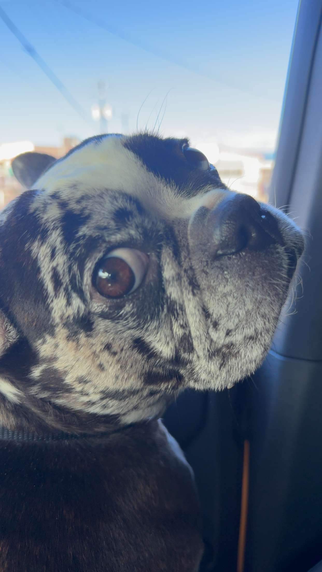 realhaylujan snapchat image archive image