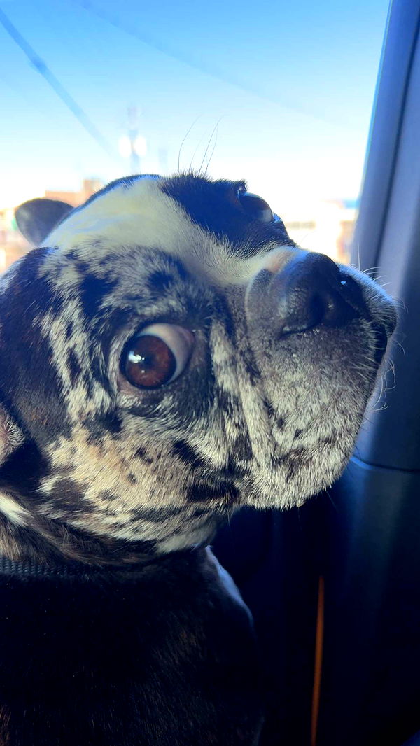 realhaylujan image ~ Altpins