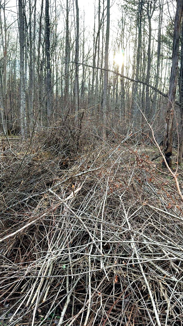 realhaylujan image ~ Altpins