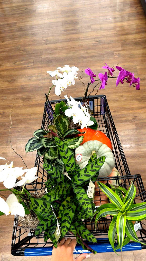 realhaylujan image ~ Altpins