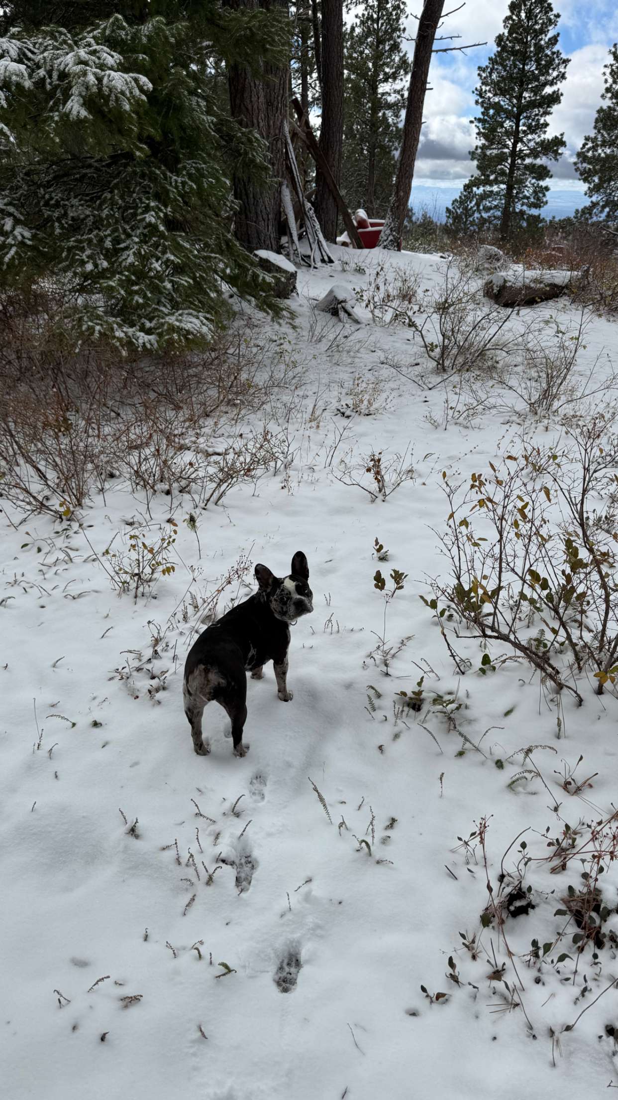 realhaylujan snapchat image archive image