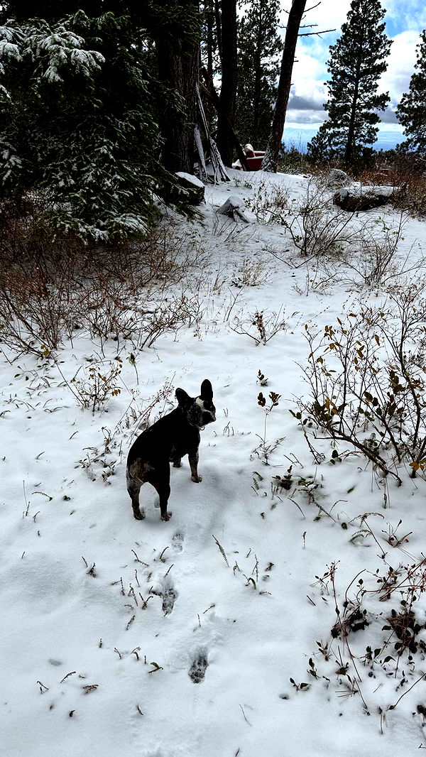 realhaylujan image ~ Altpins