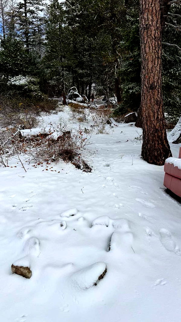 realhaylujan image ~ Altpins