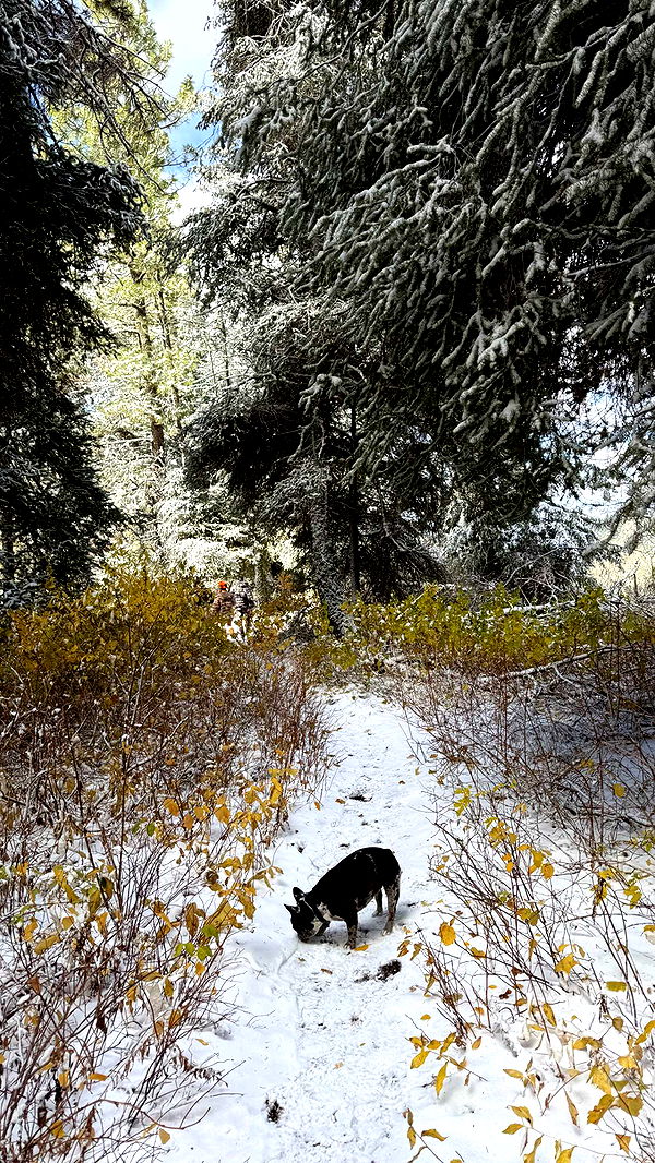 realhaylujan image ~ Altpins