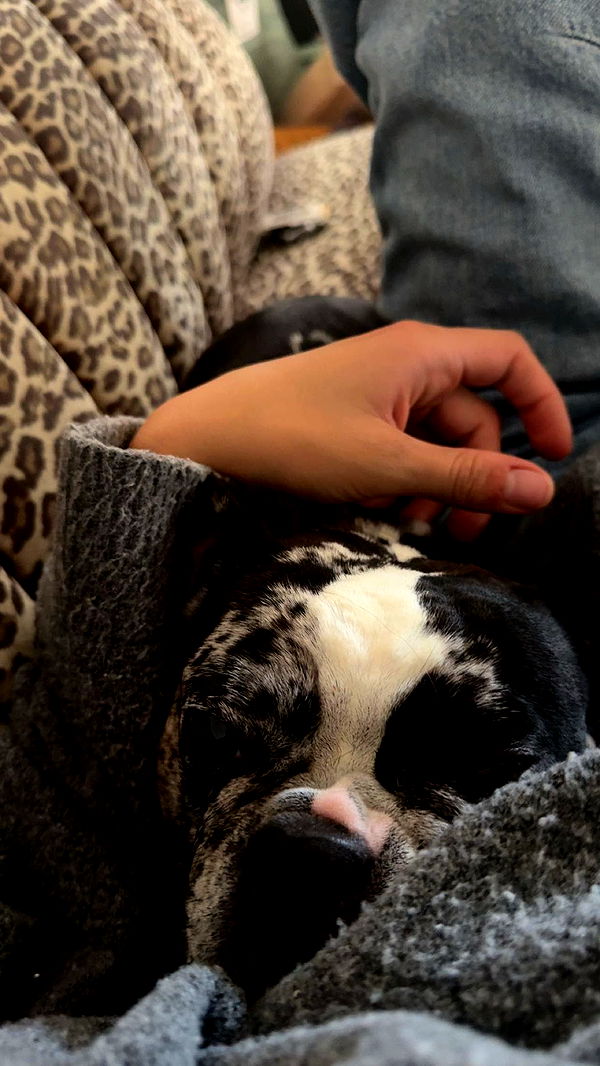 realhaylujan image ~ Altpins