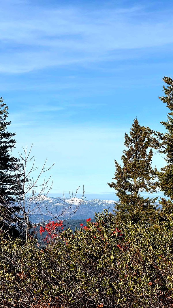 realhaylujan image ~ Altpins