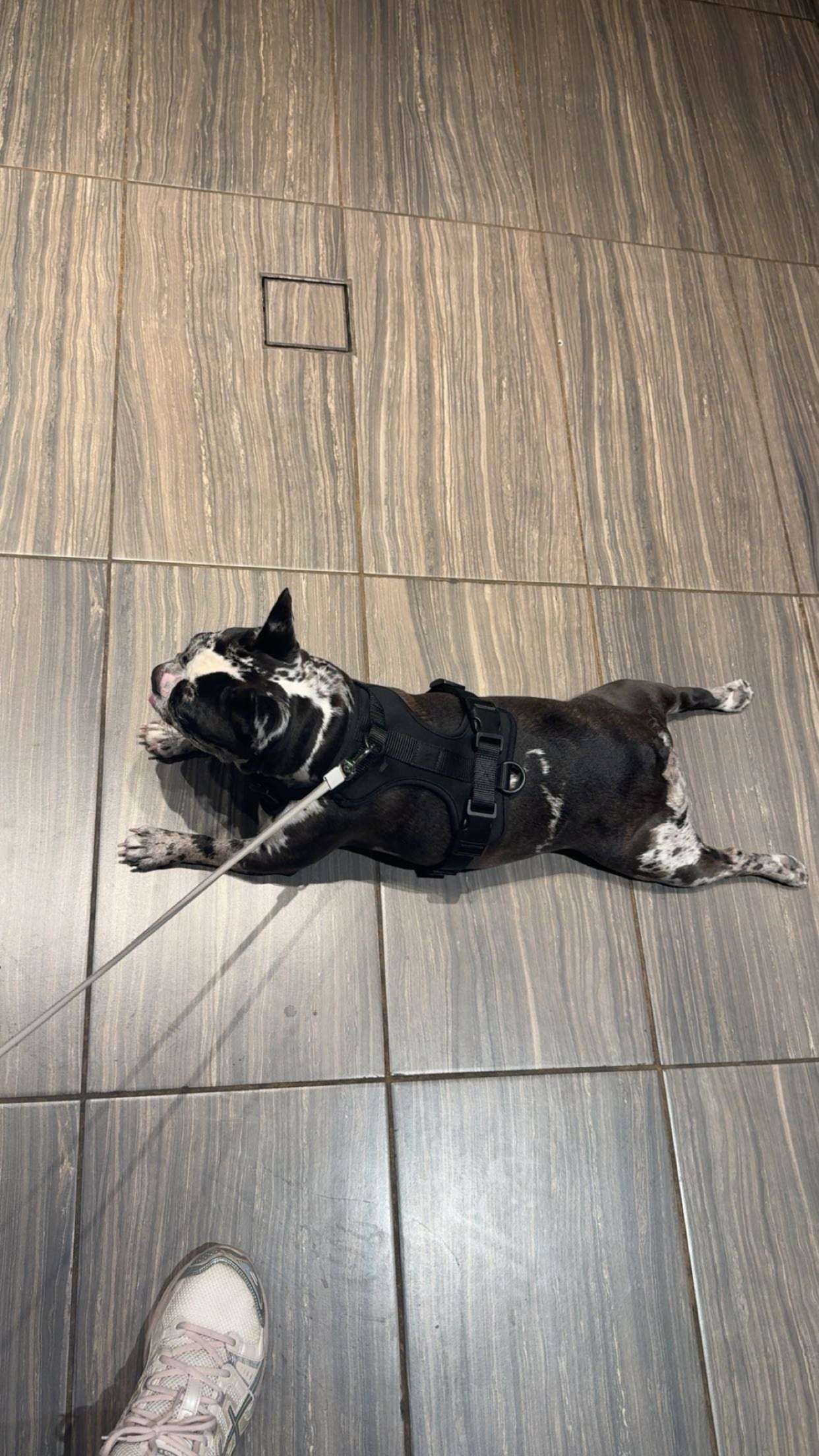 realhaylujan snapchat image archive image