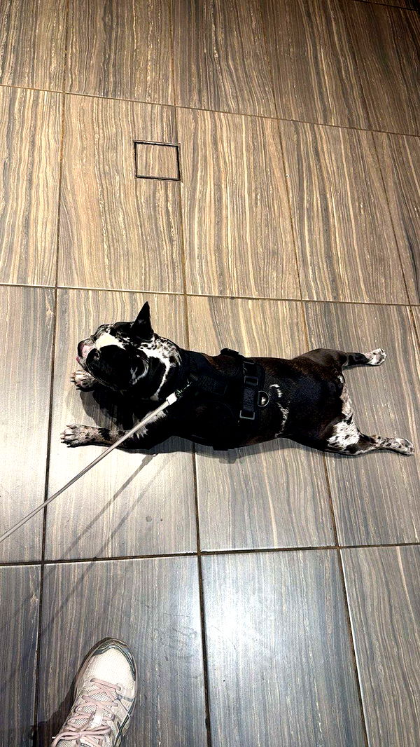 realhaylujan image ~ Altpins