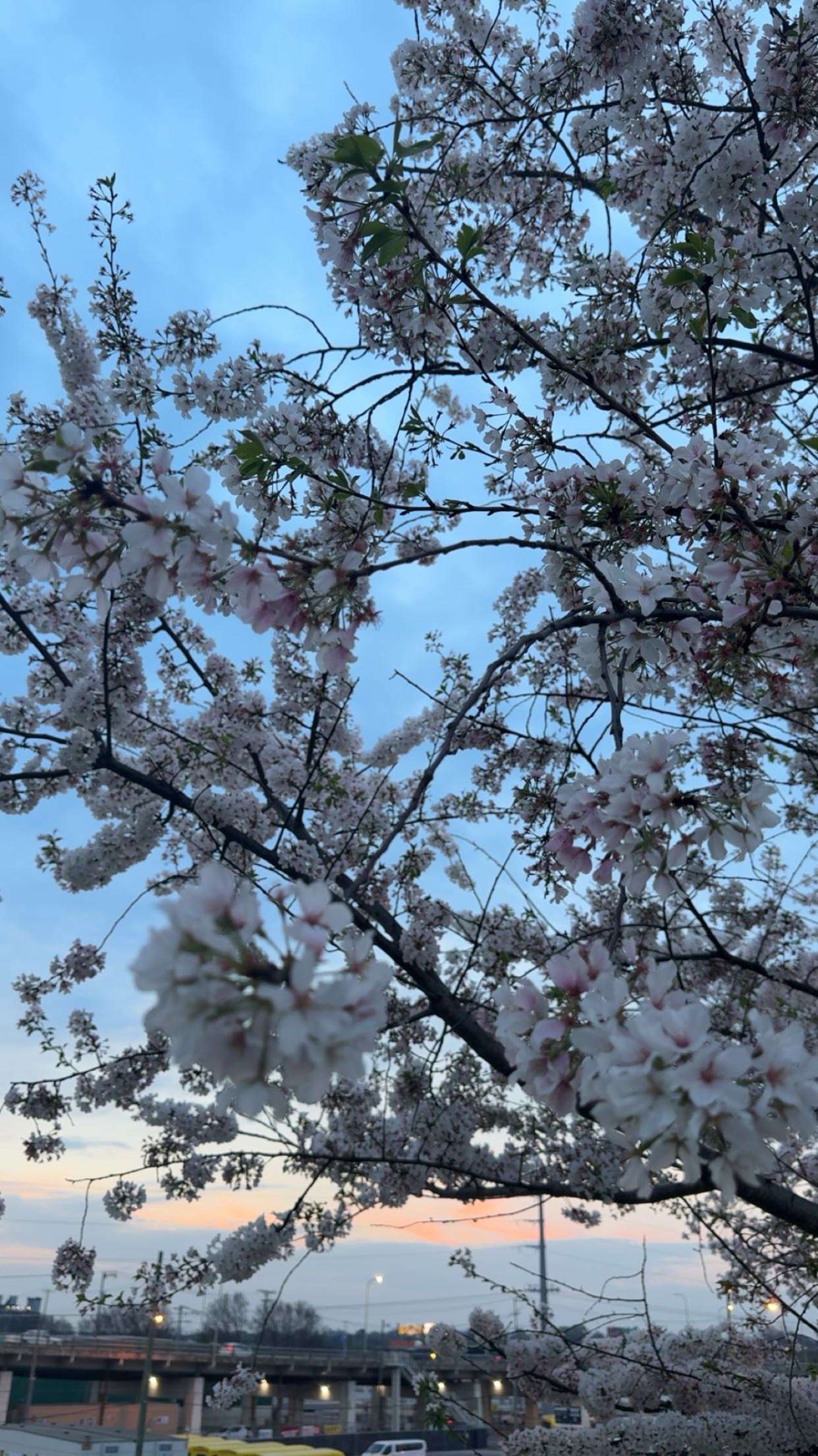 realhaylujan snapchat image archive image