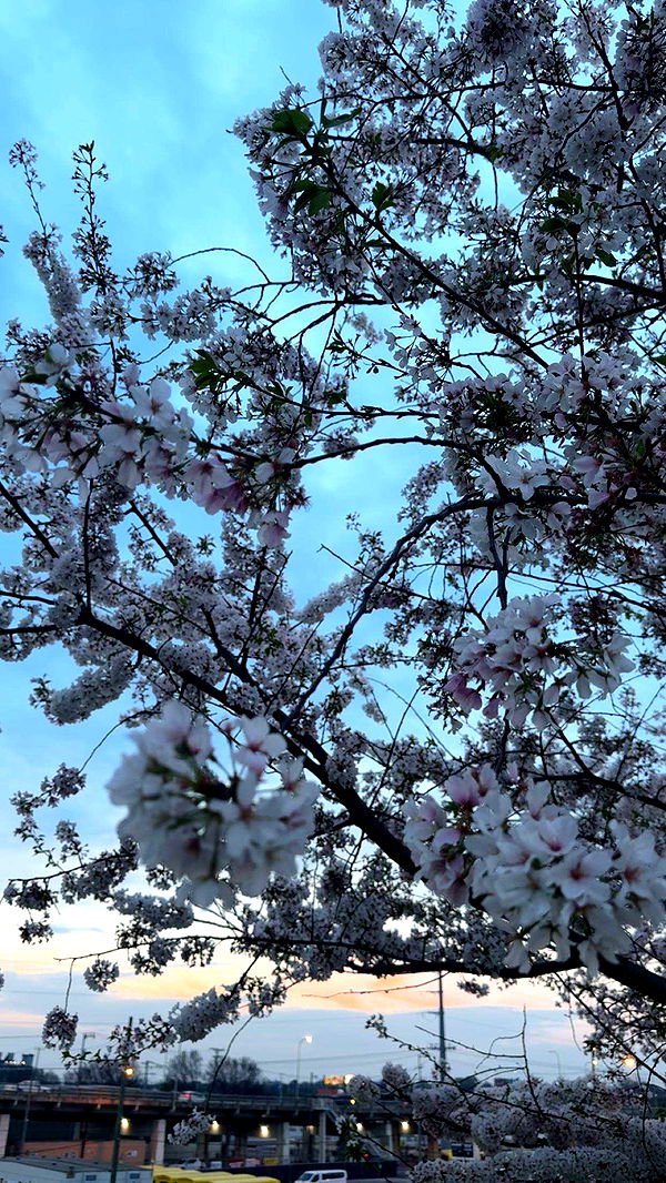 realhaylujan image ~ Altpins