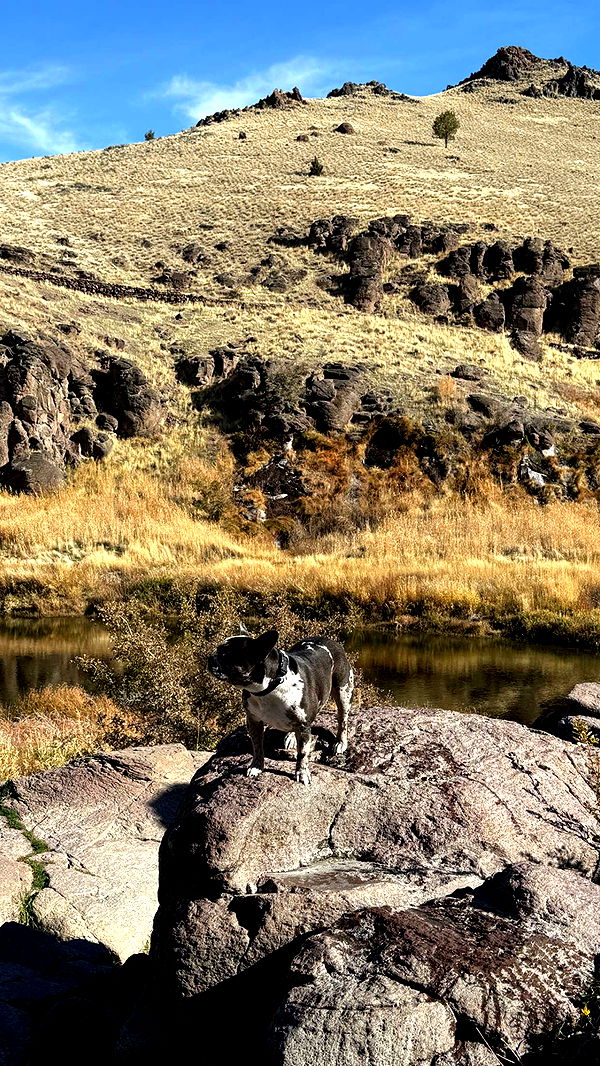 realhaylujan image ~ Altpins