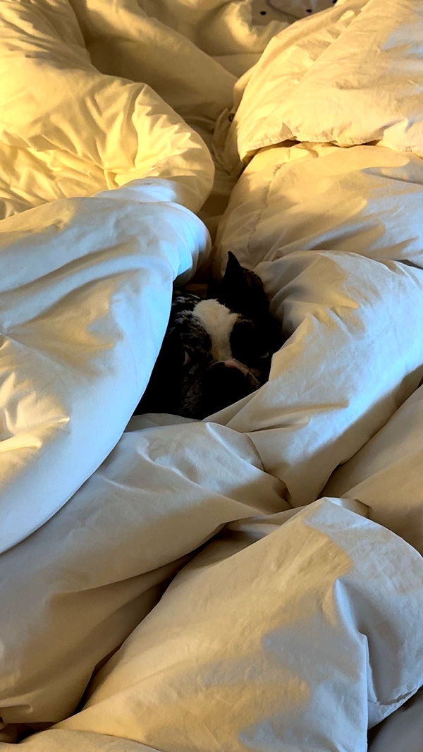 realhaylujan image ~ Altpins