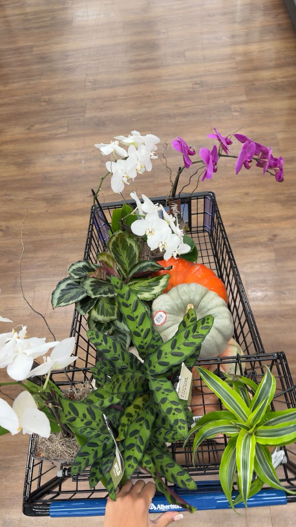 realhaylujan snapchat image archive image