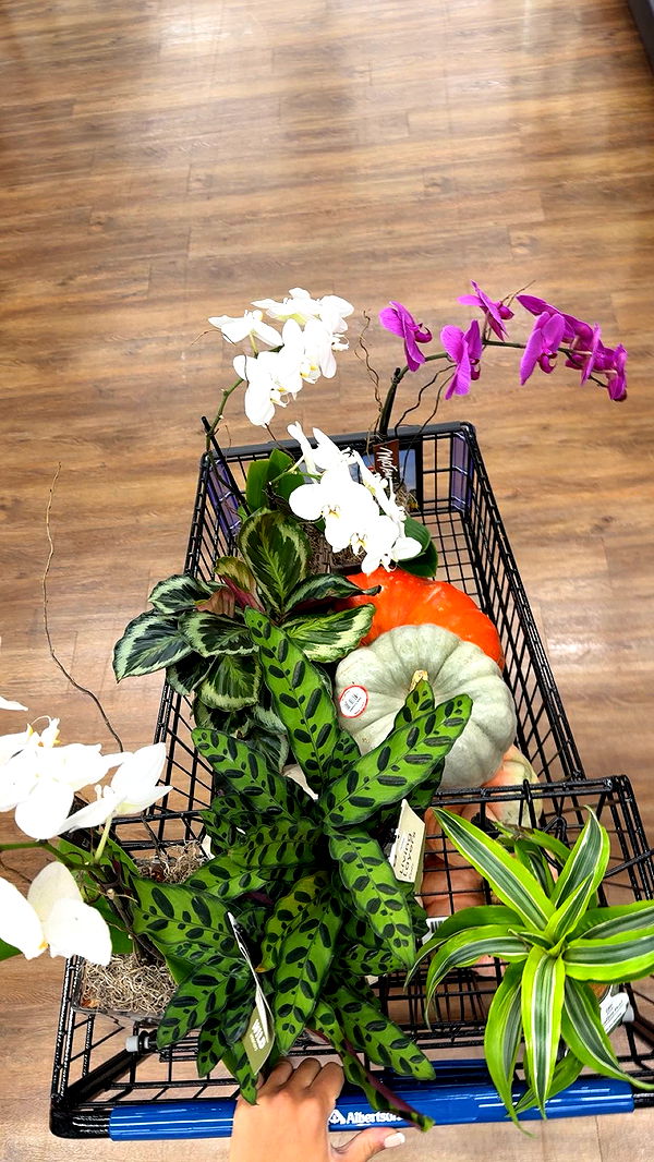 realhaylujan image ~ Altpins