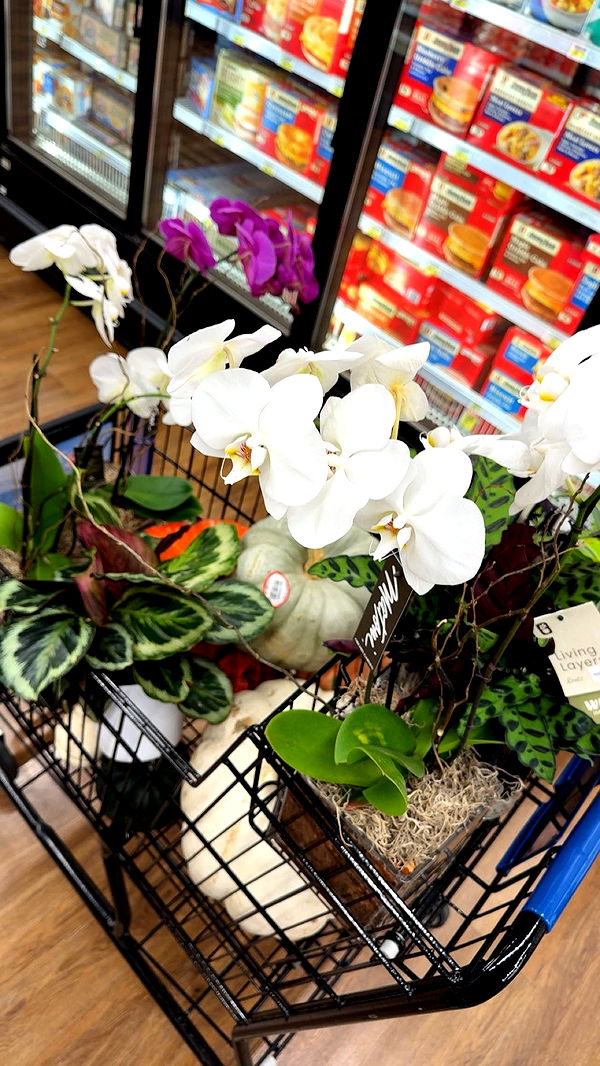 realhaylujan image ~ Altpins