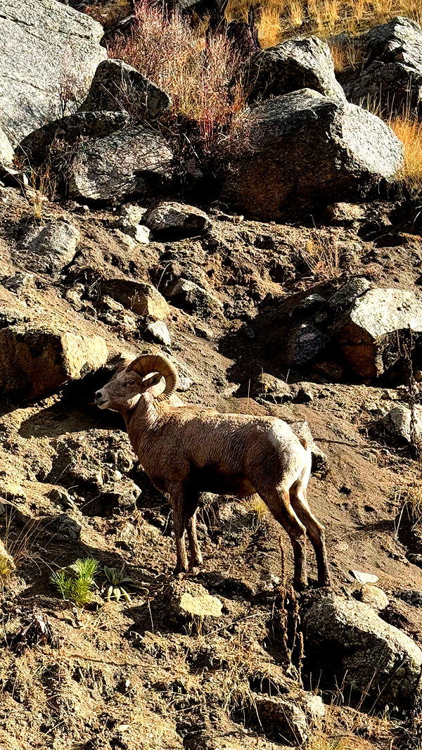 realhaylujan image ~ Altpins