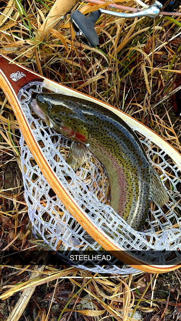 realhaylujan image ~ Altpins