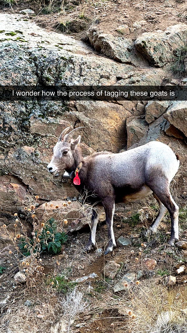 realhaylujan image ~ Altpins