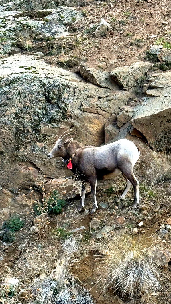 realhaylujan image ~ Altpins