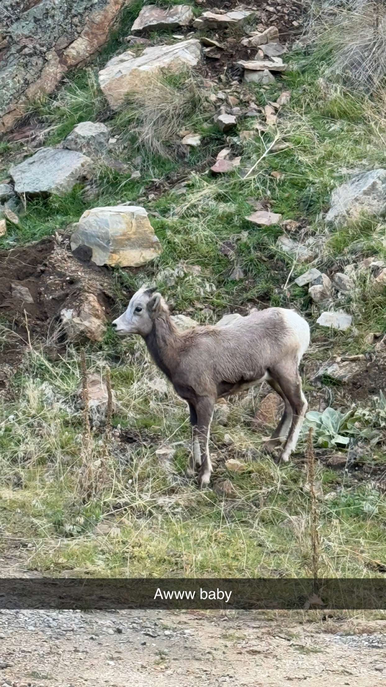 realhaylujan snapchat image archive image