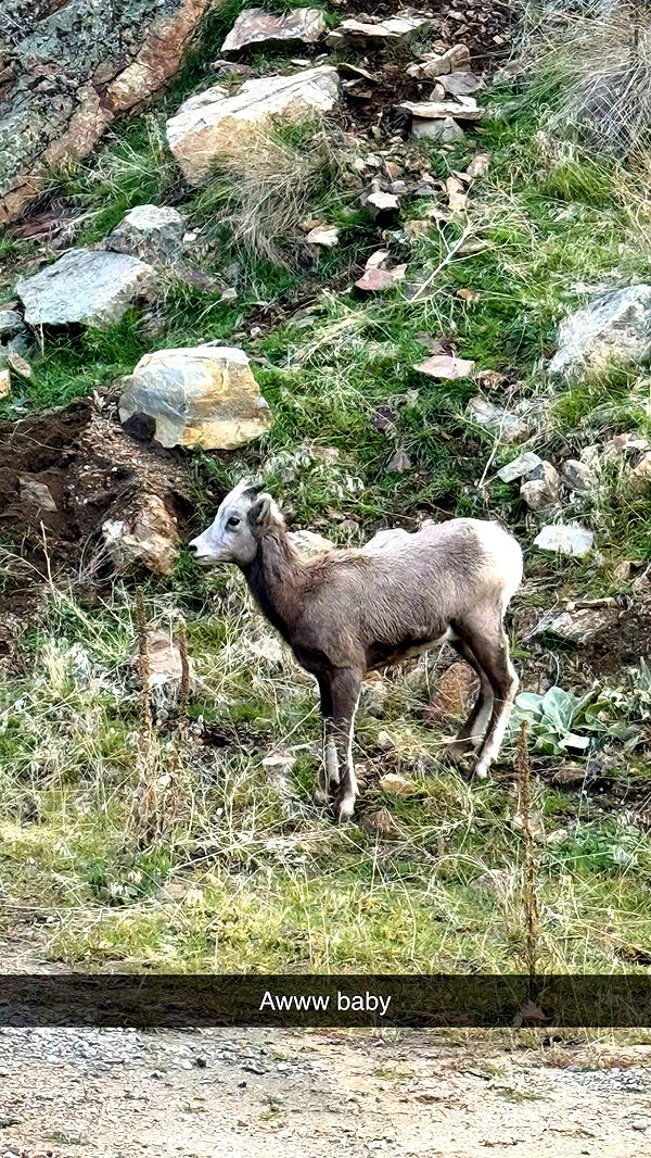 realhaylujan image ~ Altpins