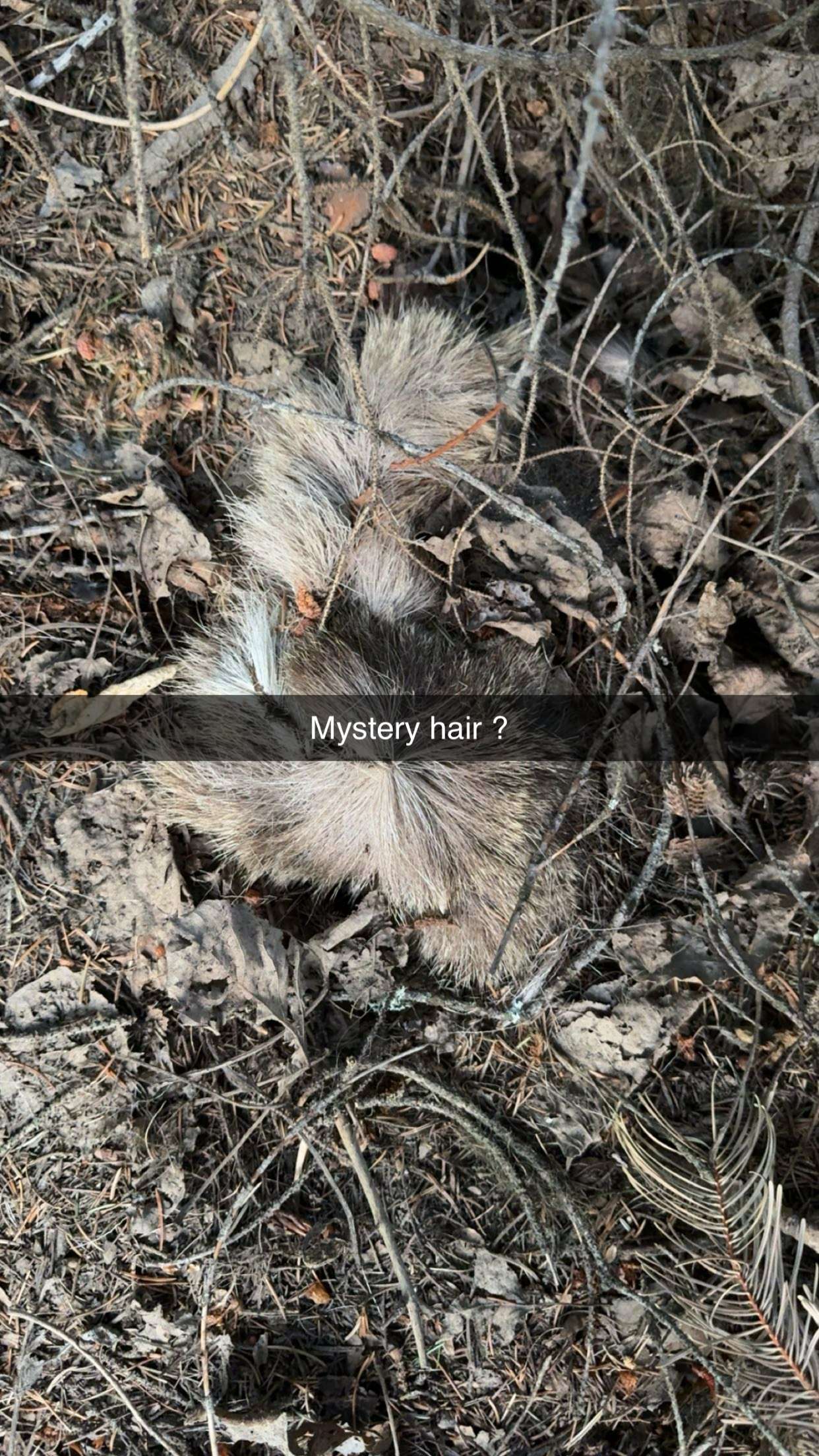 realhaylujan snapchat image archive image