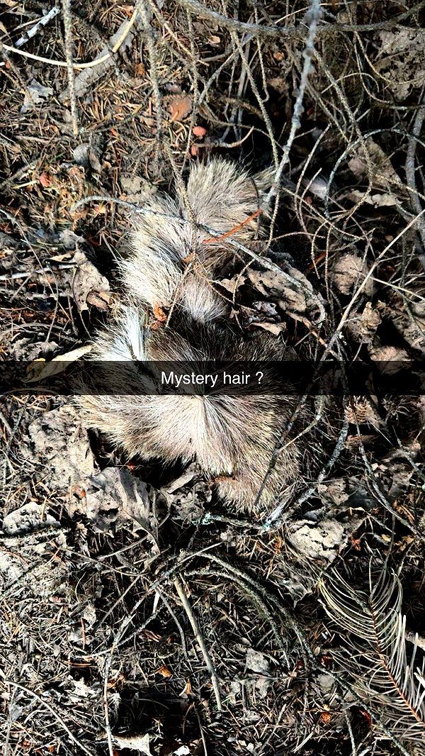 realhaylujan image ~ Altpins