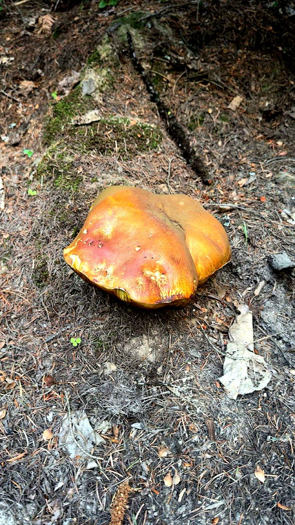 realhaylujan image ~ Altpins