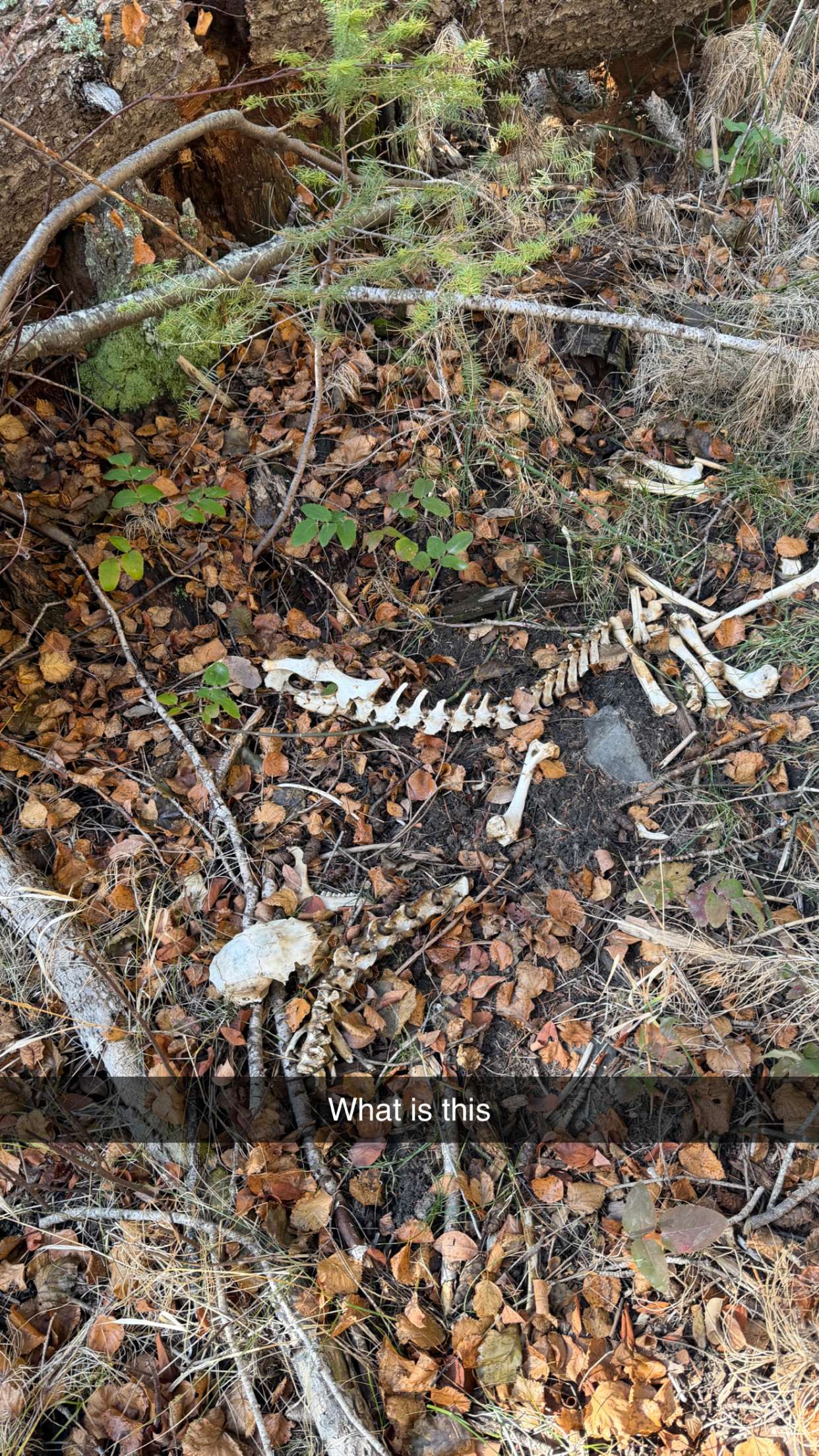 realhaylujan snapchat image archive image