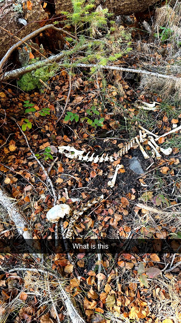 realhaylujan image ~ Altpins